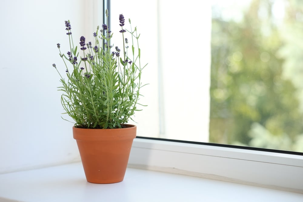 Beautiful potted lavender plant on window - how to manage without medication - Massachusetts Psychiatry