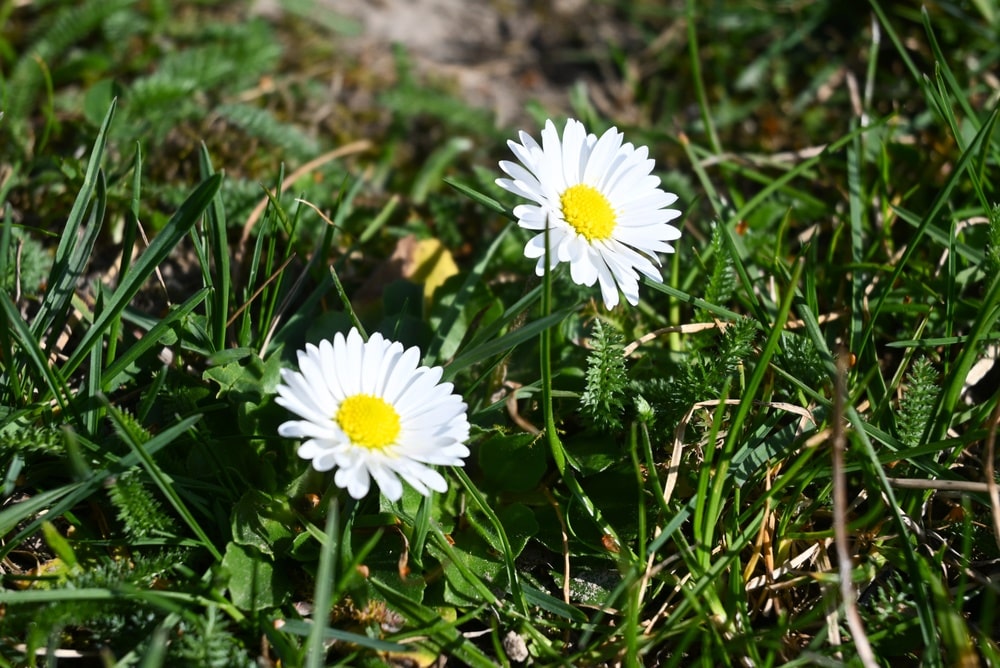 Daisy growing in sunlight - psychopharmacology boston medication adjustment near Ruggles Street and Nubian Square Boston MA