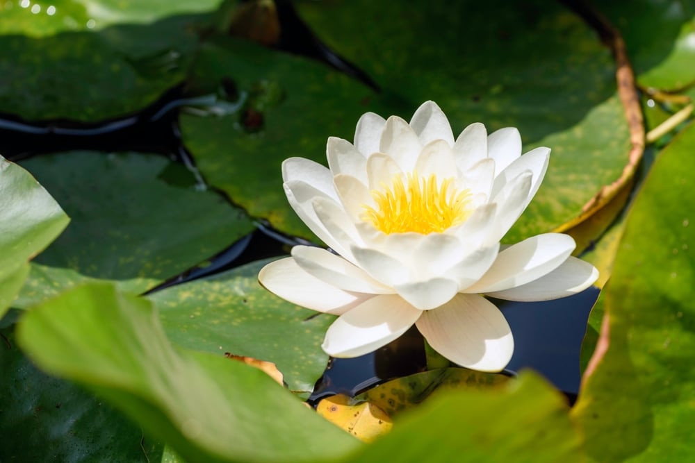 psychiatric medication side effect second opinion Boston MA - white lotus as a representation