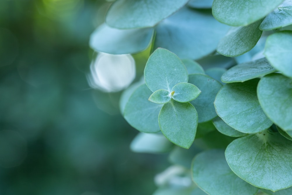 representation for vitamins for anxiety - eucalyptus